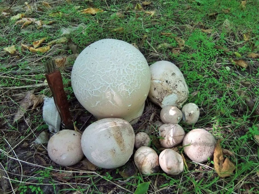 Гриб лангерманния гигантская