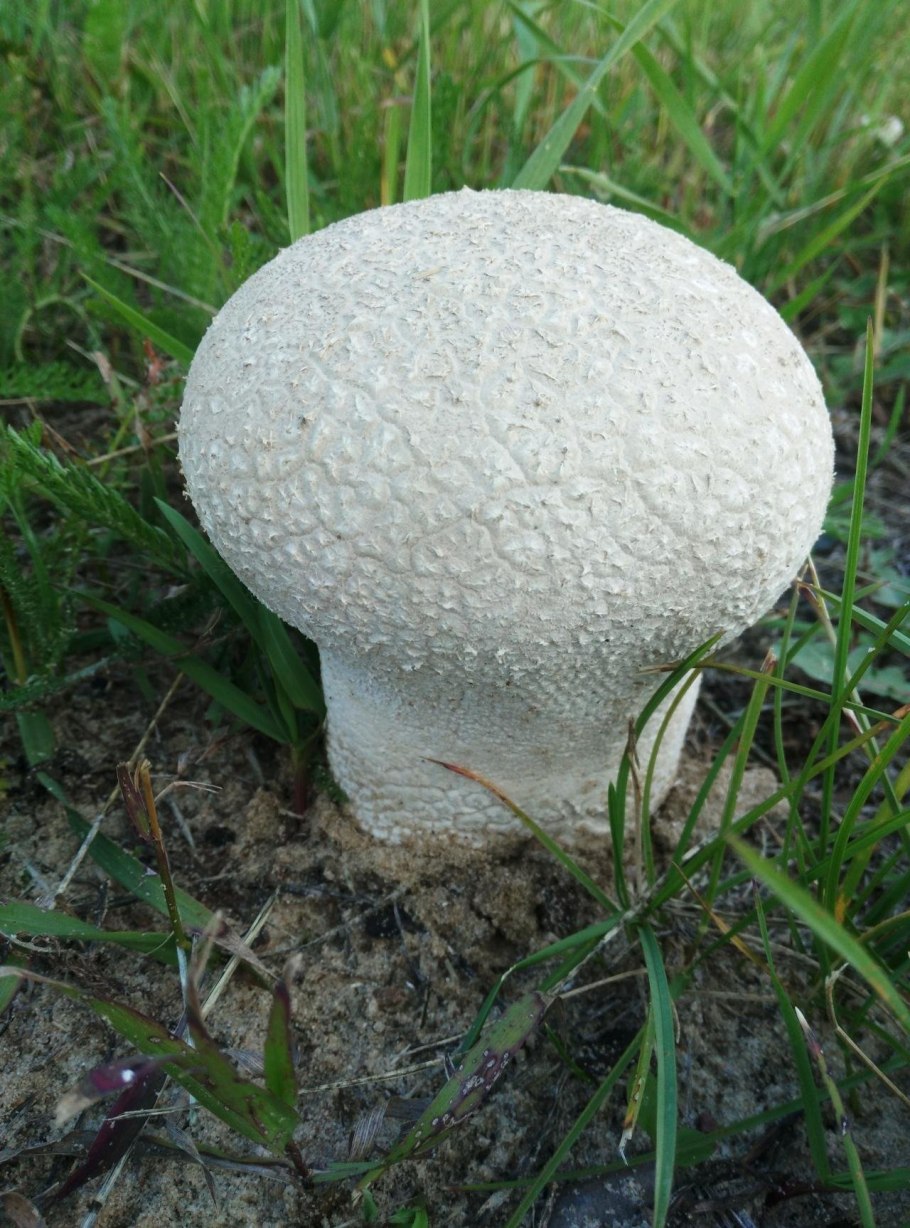 Гриб Calvatia gigantea