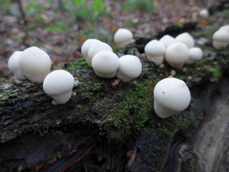 Как выглядит молодой белый гриб