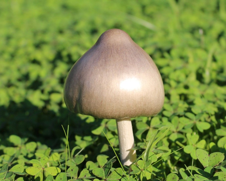 Рядовка заострённая Tricholoma virgatum