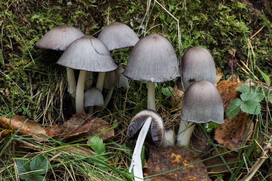 Бледная поганка - Amanita phalloides (Vaill. Ex fr.) Link.