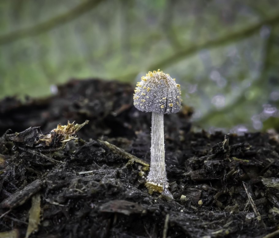 Мухомор серо-розовый Amanita rubescens