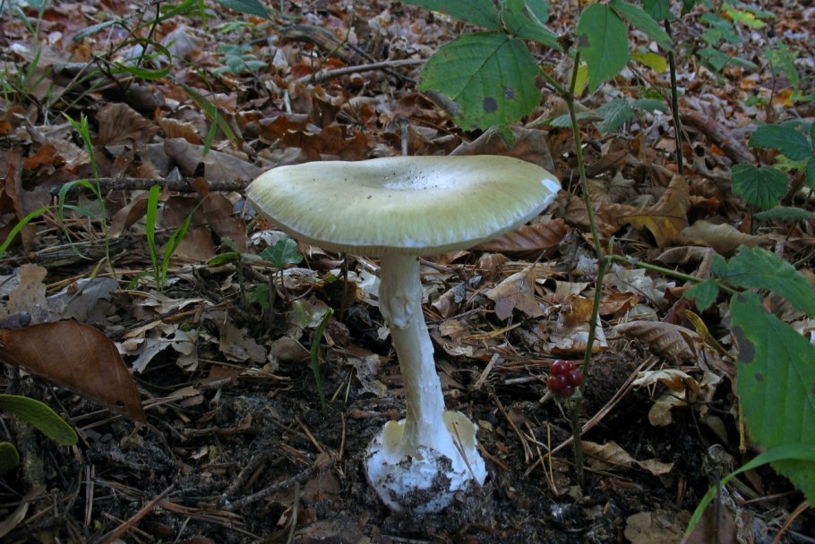 Белый пантерный мухомор