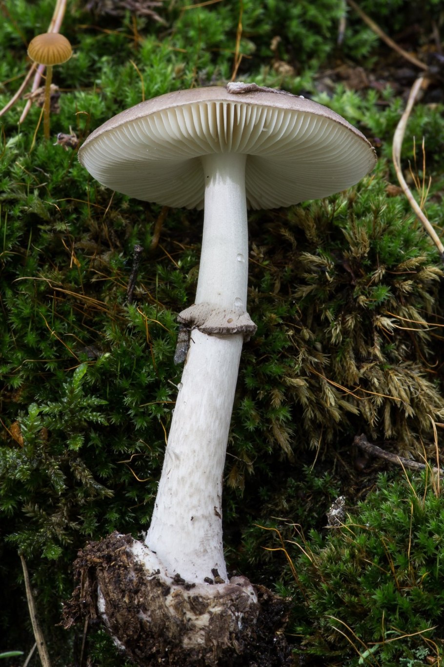 California fungi: Mycena epipterygia