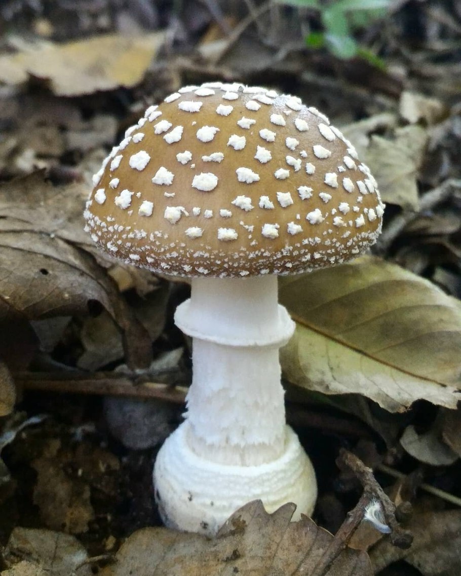 Гриб мухомор пантерный