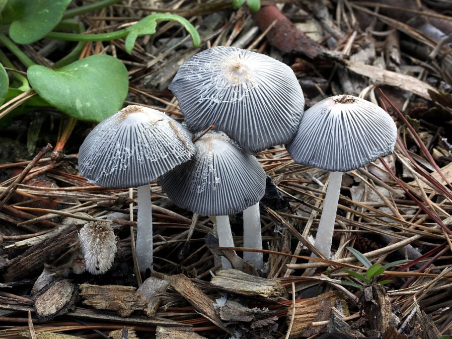 Навозник обыкновенный coprinopsis cinerea