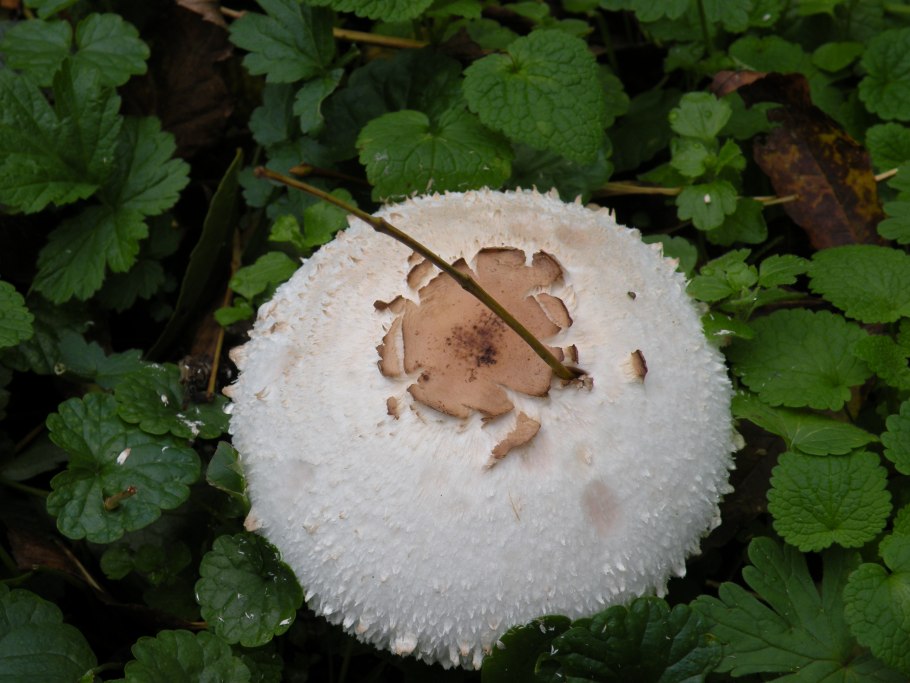 Мохнатые съедобные грибы