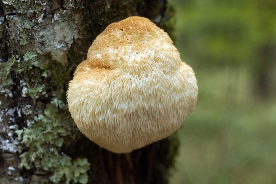 Белый волосатый гриб