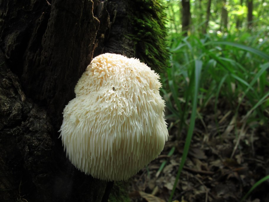 Герициум – ежевик гребенчатый