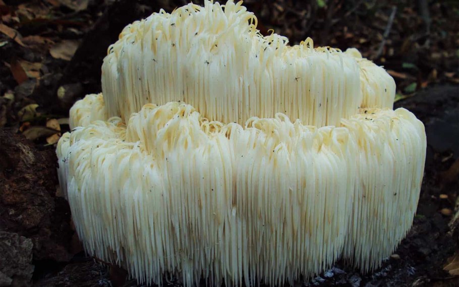 Гриб ежевик гребенчатый