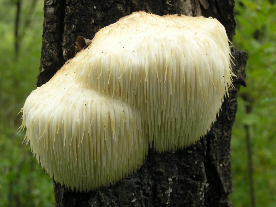 Ежевик (ежовик) гребенчатый