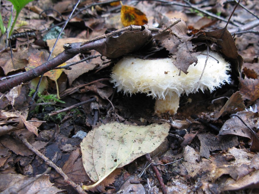 Груздь водянистозоновый (Lactarius aquizonatus)