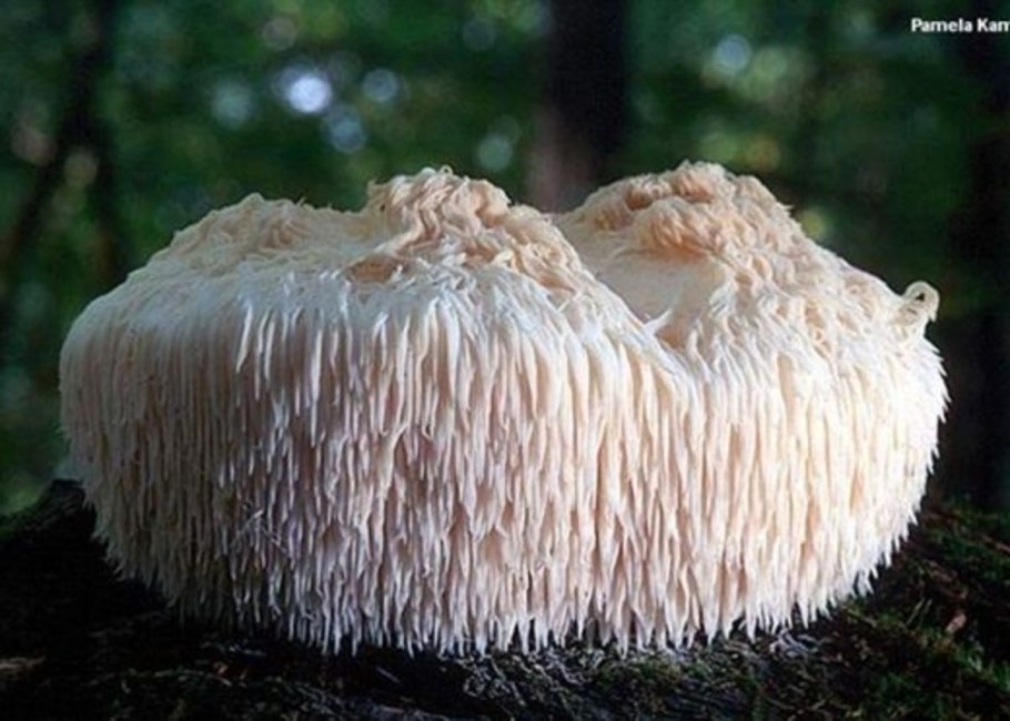 Ежевик (ежовик) гребенчатый