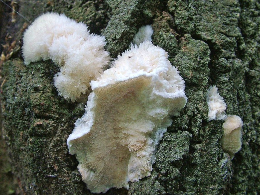 Aurantiporus fissilis