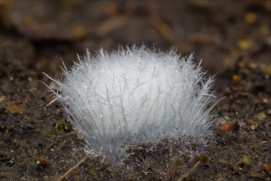 Миксомицет серая нить