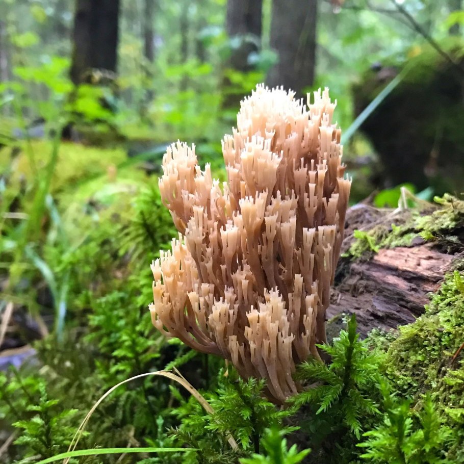 Сьедобнае опята Ленинградской обл