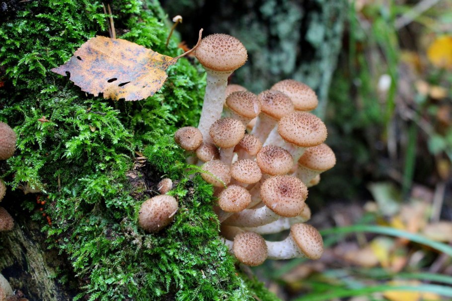 Опята Лесные пеньковые