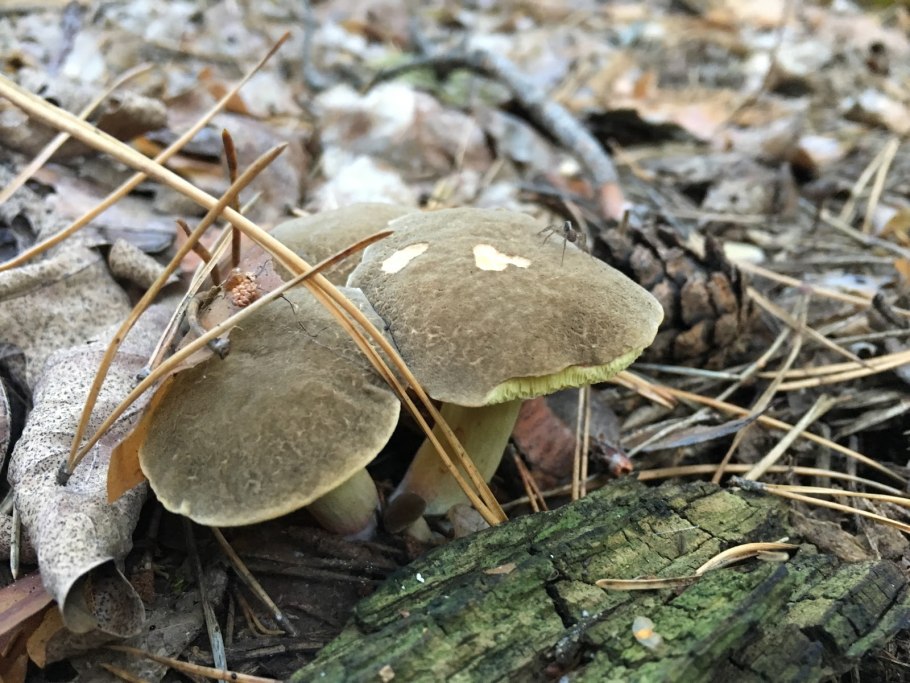 Поздние осенние грибы