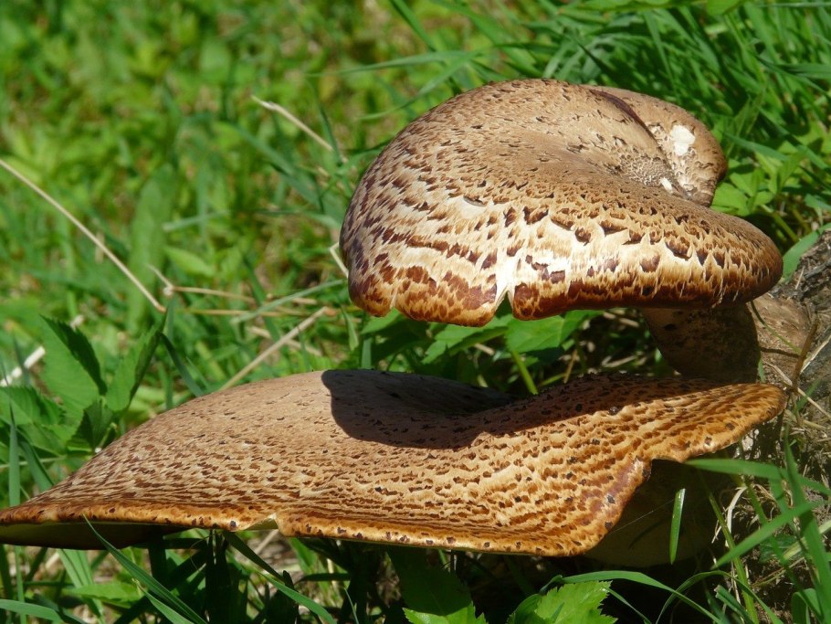 Гриб трутовик чешуйчатый