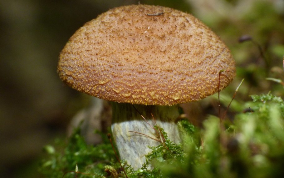 Базидиум гриб