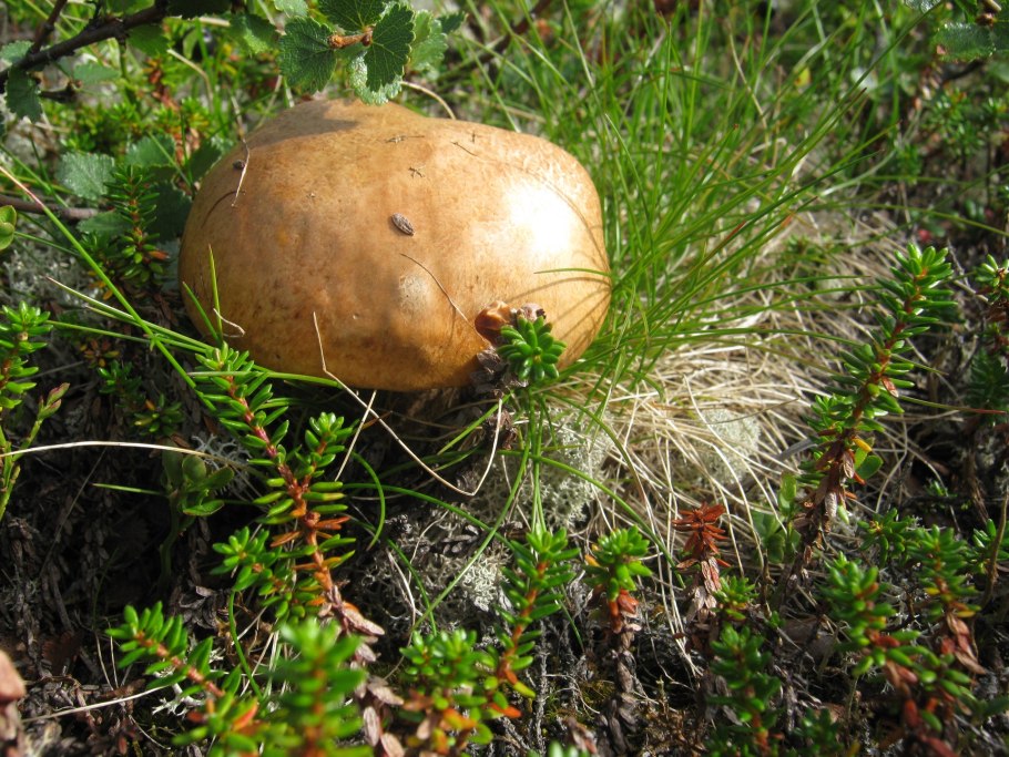 Съедобные грибы Мурманской области