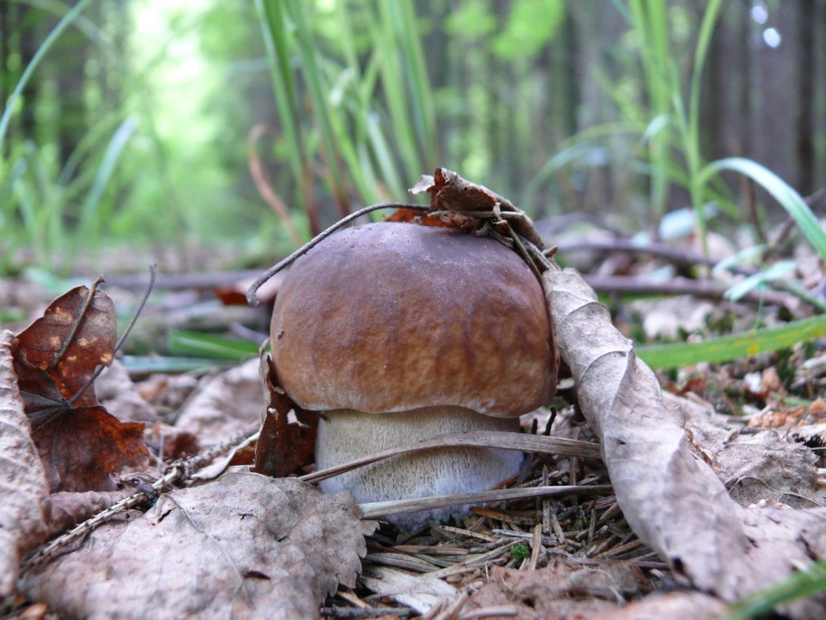 Грибы растут в лесу