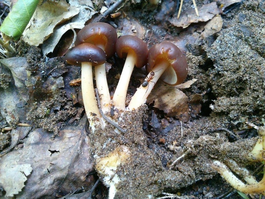 Необычный гриб в Удмуртии