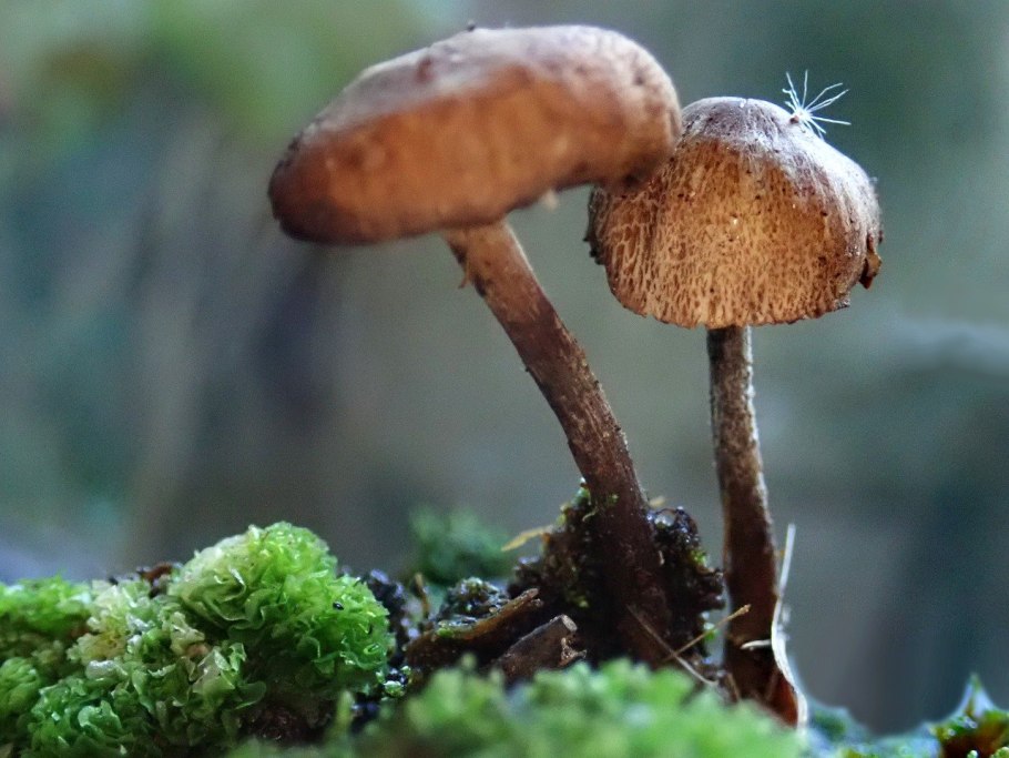 Грибы разлагатели