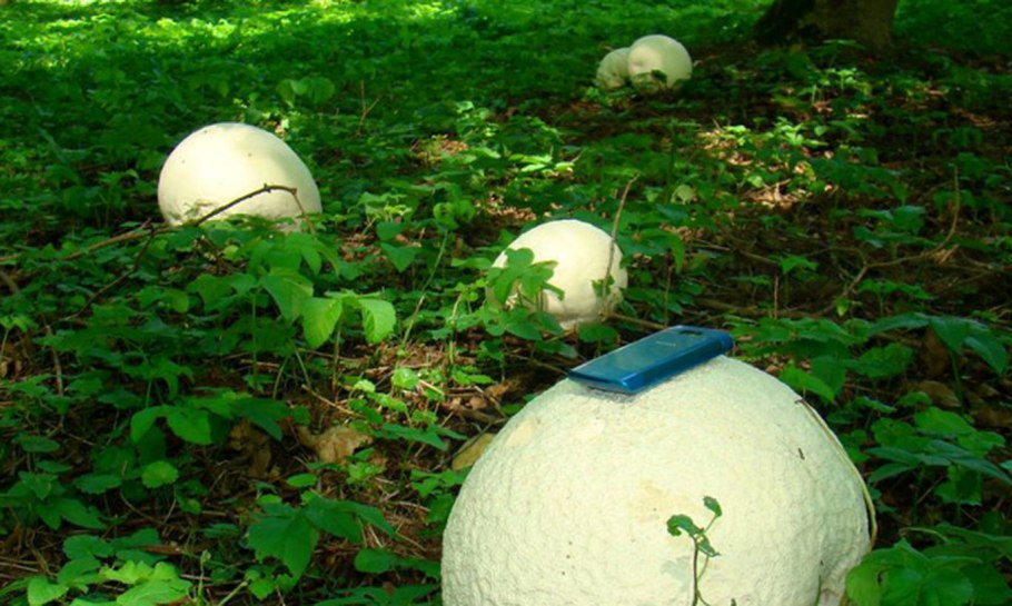 Calvatia utriformis (ГОЛОВАЧ мешковатый)