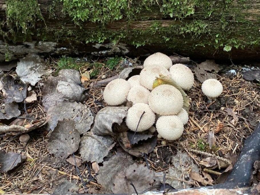 ГОЛОВАЧ (род грибов)