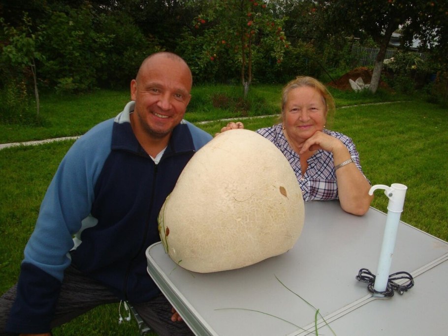 Лангерманния гигантская гриб