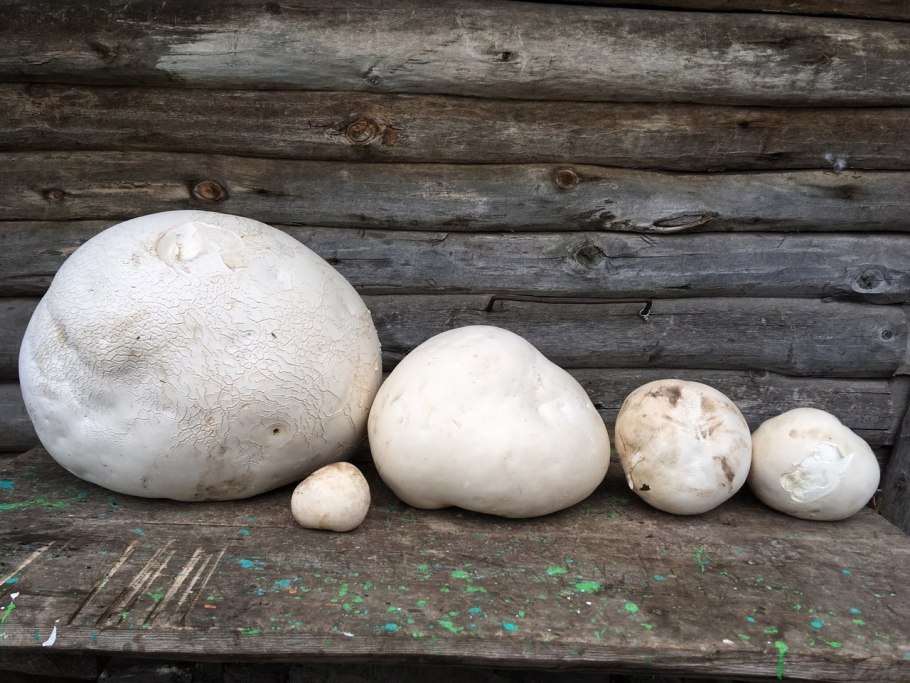 Самый большой гриб дождевик