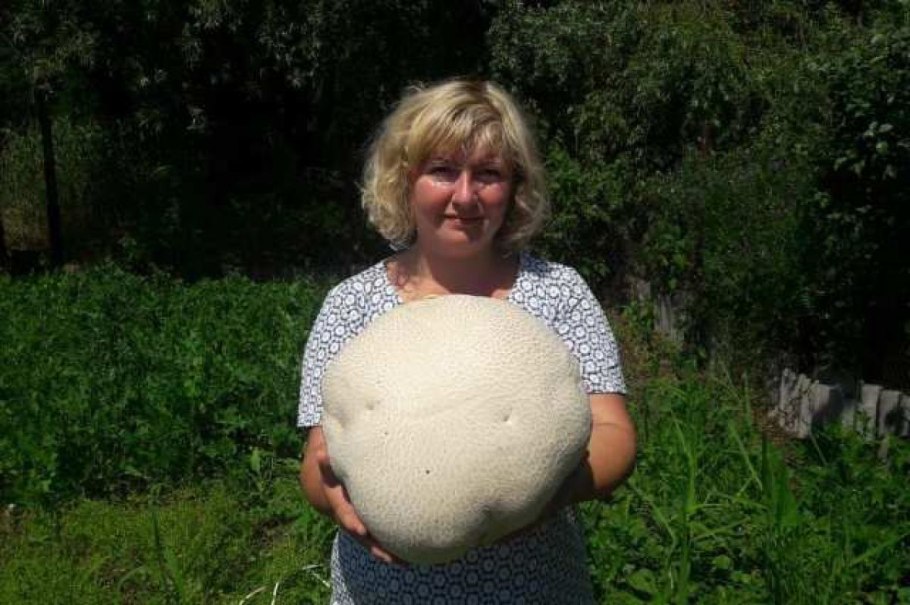 Гриб дождевик головач