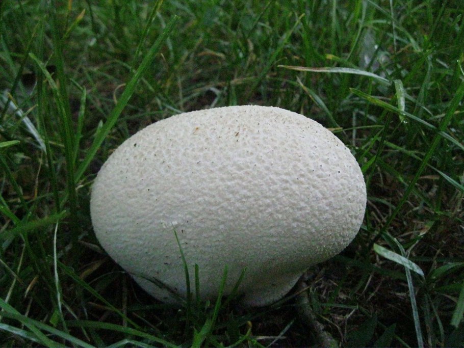 ГОЛОВАЧ гигантский гриб съедобен