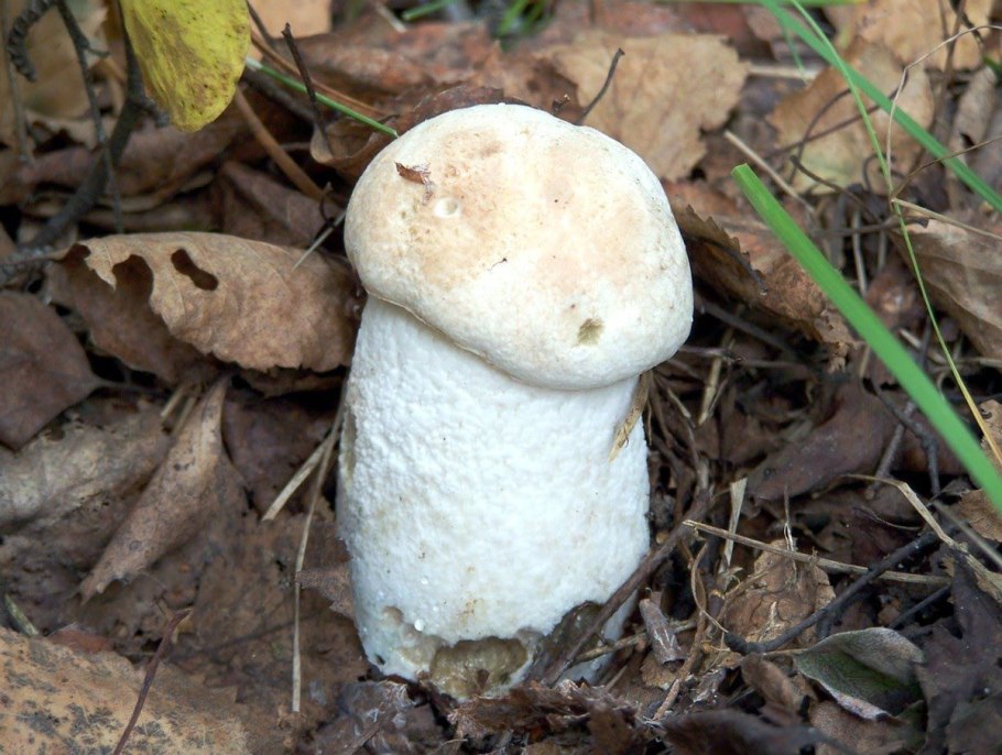 Осиновик белый Leccinum percandidum