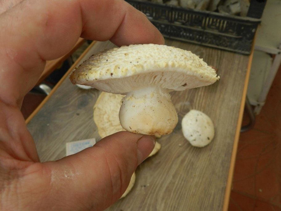 Флоккулярия Рикена (Floccularia rickenii)