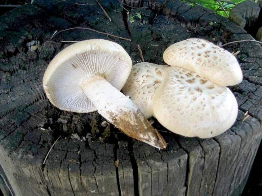 Гриб Пилолистник чешуйчатый пластинчатый
