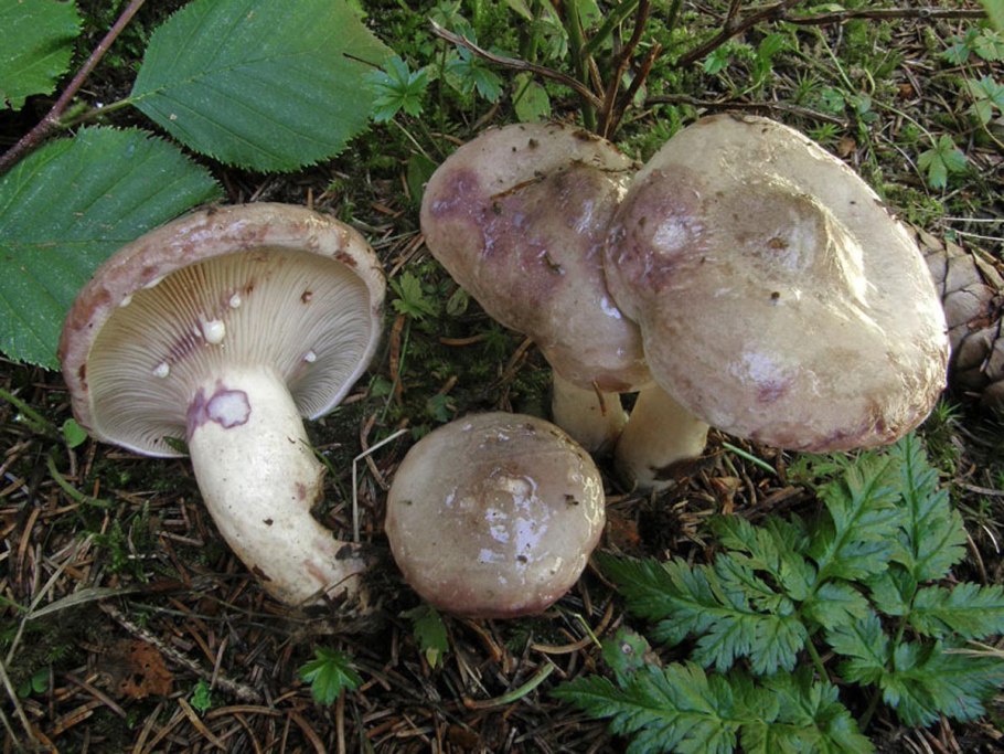 Lactarius violascens