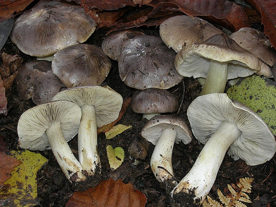 Рядовка серая Tricholoma portentosum.