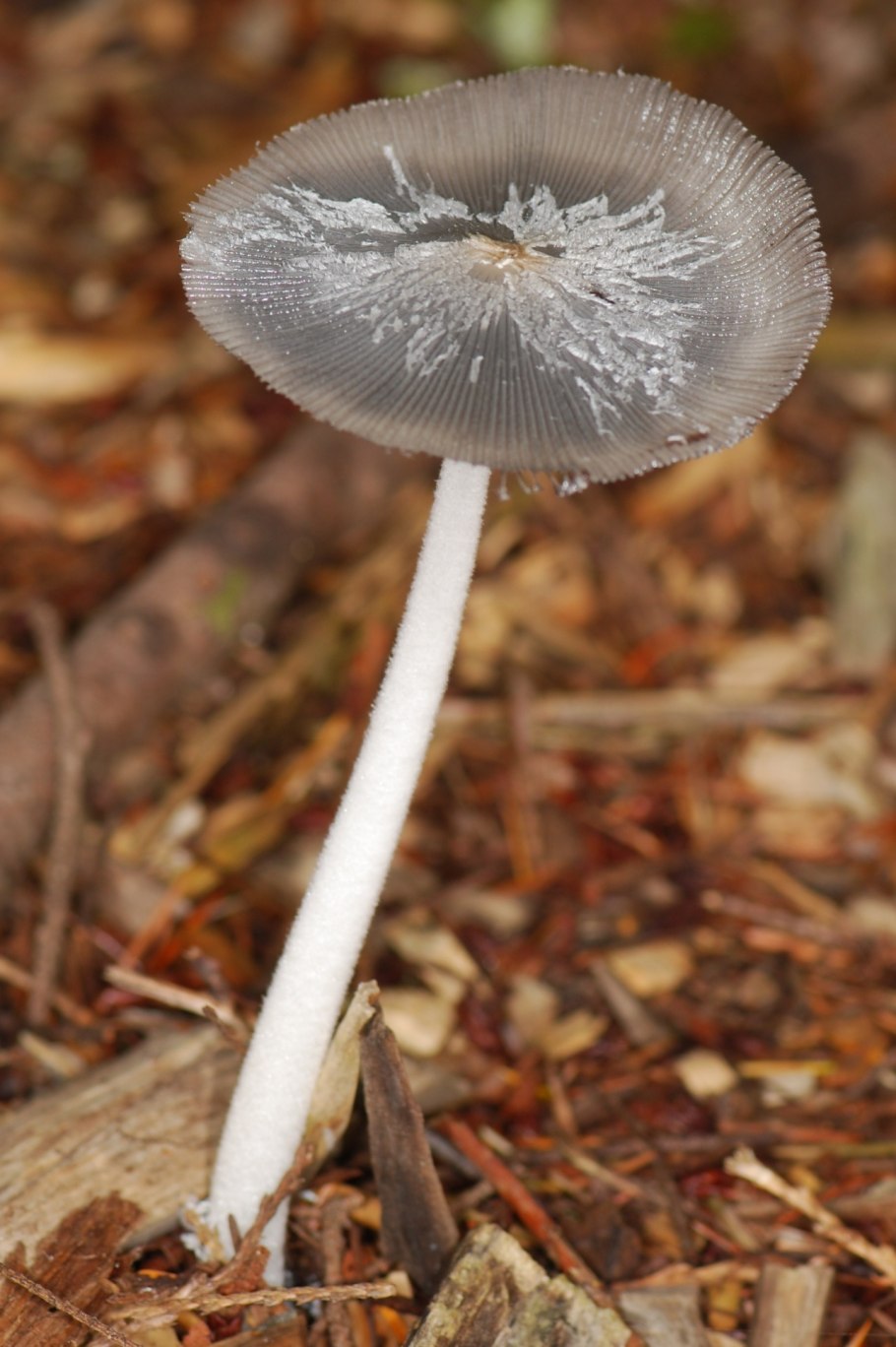 Навозник волосистоногий (Coprinopsis lagopus)