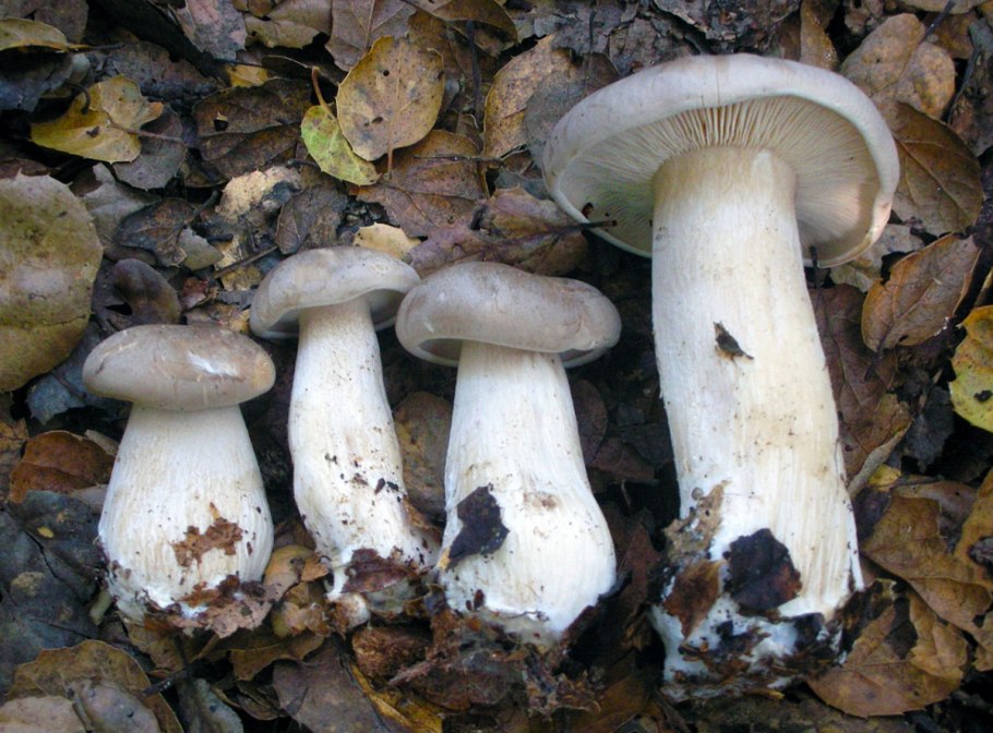 Дымчатая говорушка Clitocybe nebularis