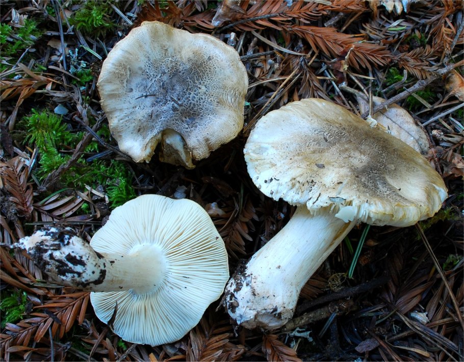 Рядовка тигровая Tricholoma pardinum