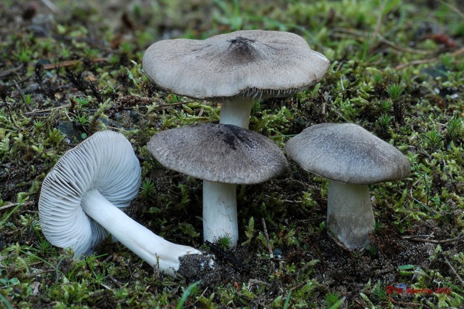 Рядовка землистая Tricholoma terreum