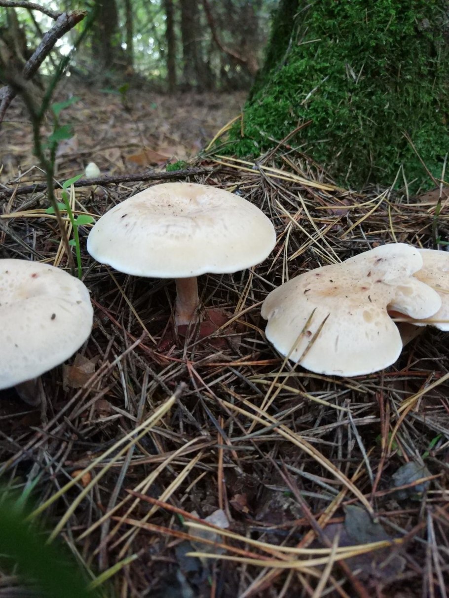 Говорушка буро-желтая рядовка