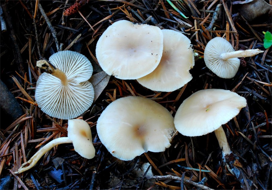 Говорушка желобчатая