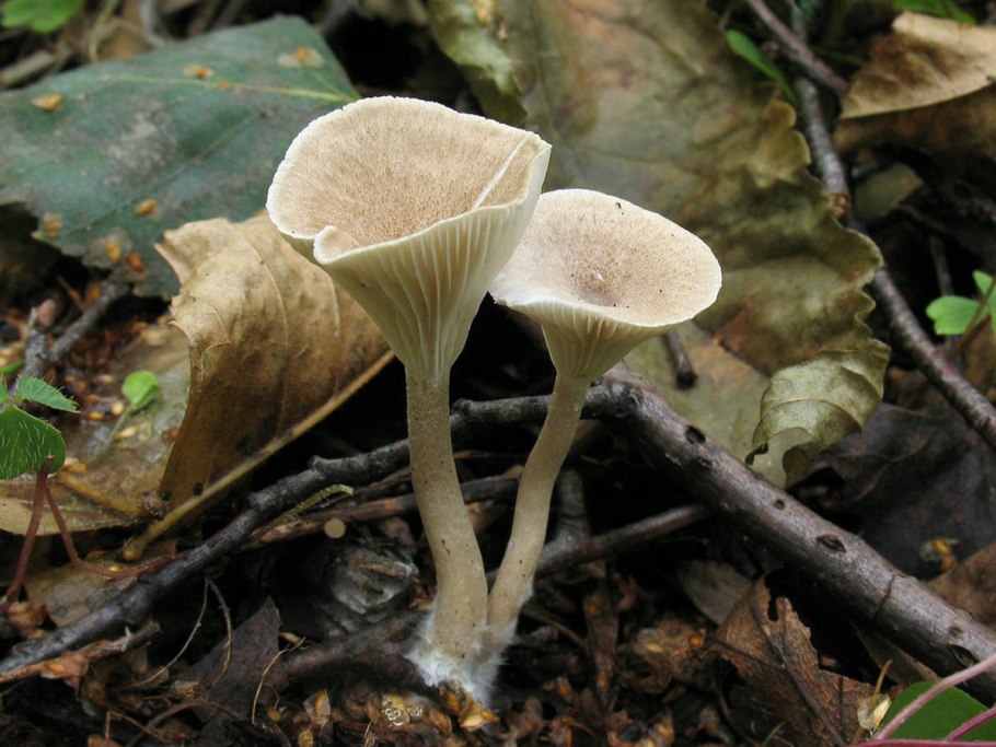 Clitocybe lohjaensis