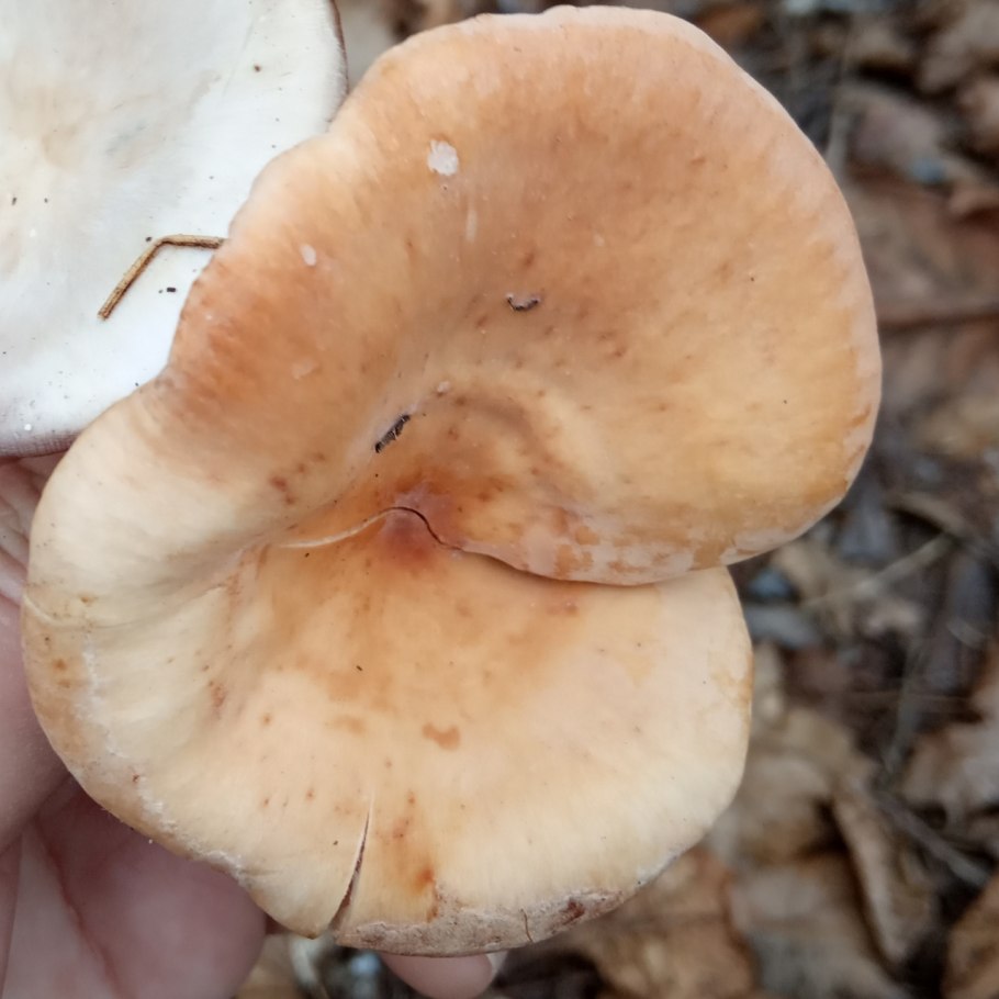 Говорушка Перевёрнутая Paralepista flaccida