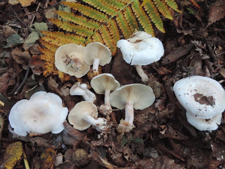 Говорушка рядовка дымчатая