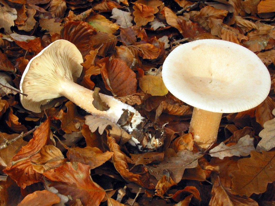 Говорушка подогнутая (Clitocybe geotropa)