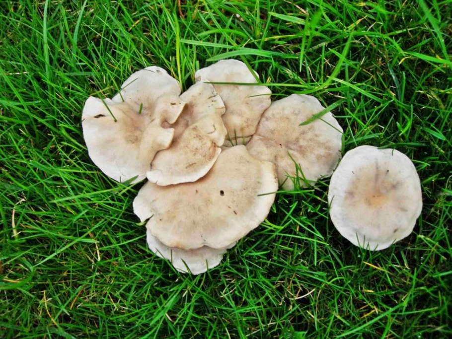 Дымчатая говорушка Clitocybe nebularis
